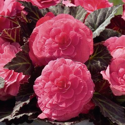 Begonia Nonstop® Mocca Pink Shades