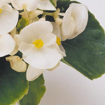 Begonia Fibrous Prelude Plus White