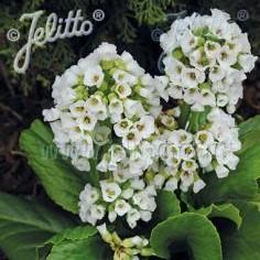 Bergenia cordifolia Snowtime