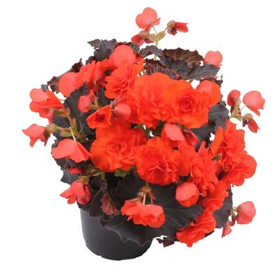 Begonia Solenia® Orange Deep