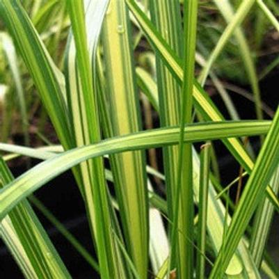 Calamagrostis x acutiflora Eldorado