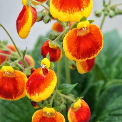 Calceolaria Yellow Red