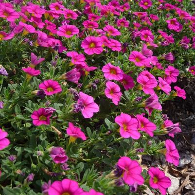 Calibrachoa Callie® Rose