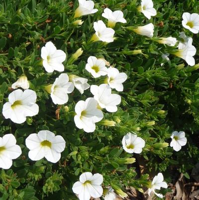 Calibrachoa Callie® White