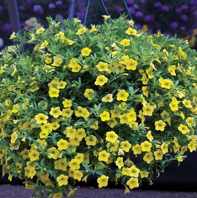 Calibrachoa Callie® Yellow