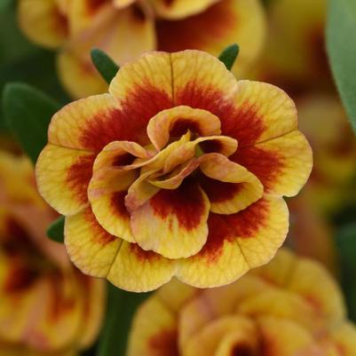 Calibrachoa MiniFamous® Neo Double OrangeTastic