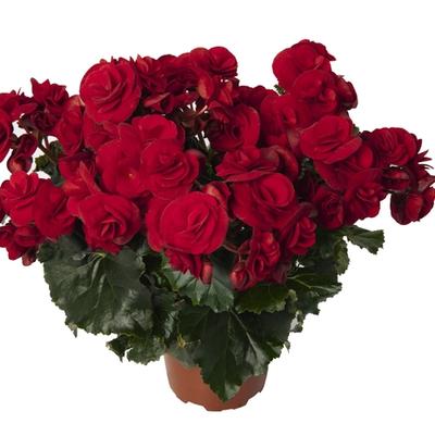 Begonia Solenia® Velvet Red