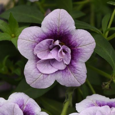 Calibrachoa MiniFamous® Uno Double Plumtastic