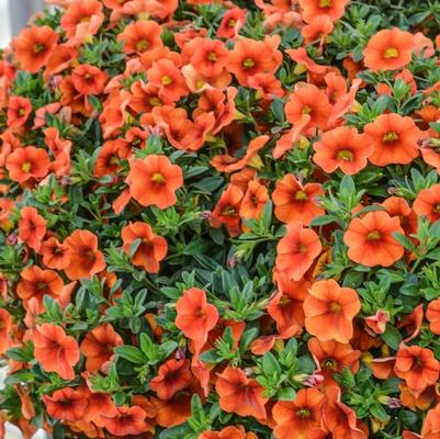 Calibrachoa Aloha Kona Hot Orange