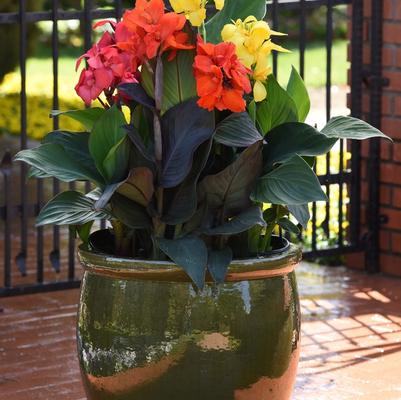 Canna Cannova® Bronze Orange