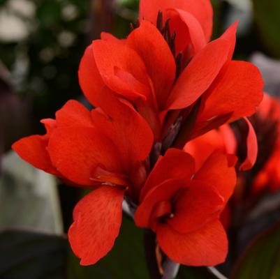 Canna Cannova® Bronze Scarlet