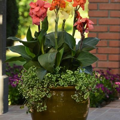 Canna Cannova® Orange Shades