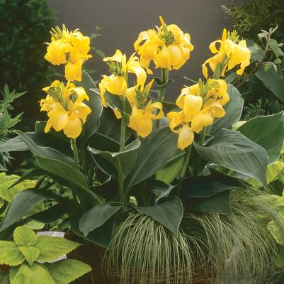 Canna Cannova® Yellow