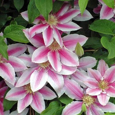 Clematis Doctor Rupple