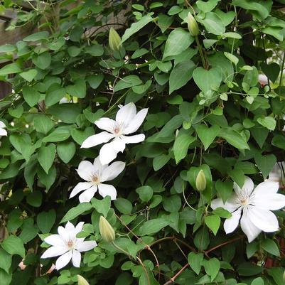 Clematis Henryi