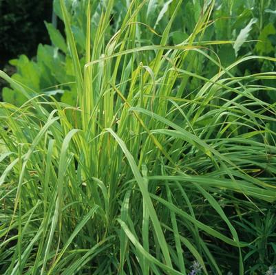 Lemon Grass 