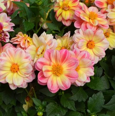Dahlia Dalaya™ Pink and Lemon