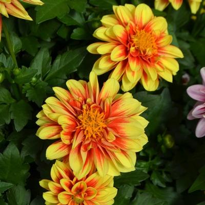 Dahlia Dalaya™ Yellow and Red