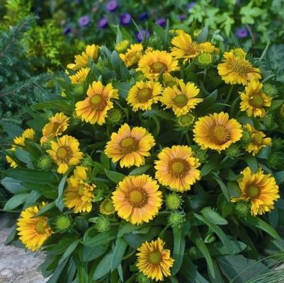 Gaillardia Arizona Apricot