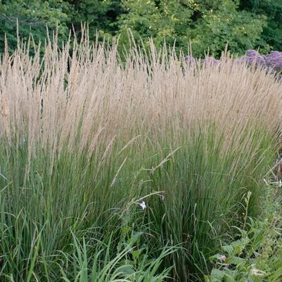 Calamagrostis acutiflora Karl Foerster