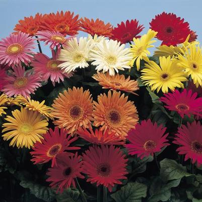 Gerbera Revolution™ Series Mix