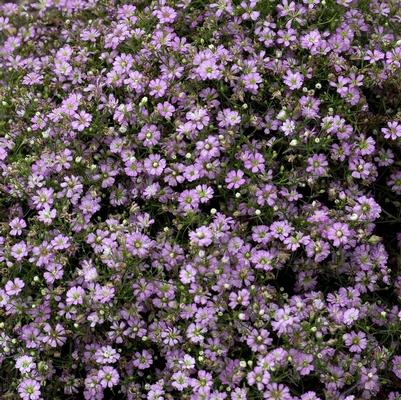 Gypsophila Gypsy Deep Rose