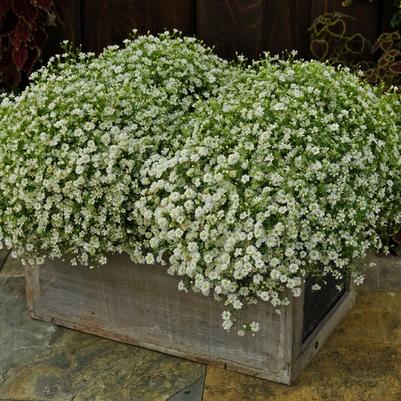 Gypsophila Gypsy White Improved