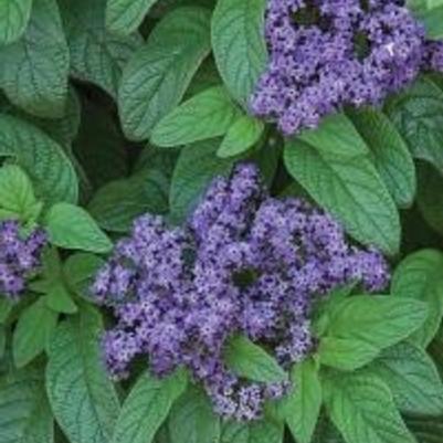 Heliotrope Fragrant Blue