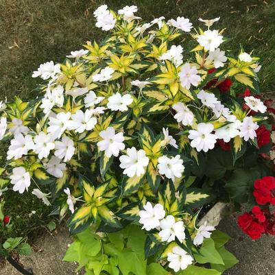 Impatiens SunPatiens® Vigorous Tropical White