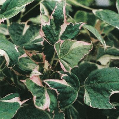 Ipomoea Tricolor