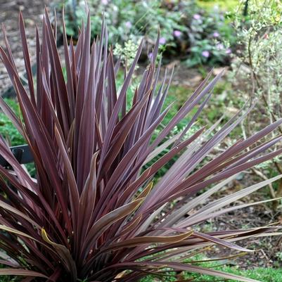 Cordyline australis Red Sensation