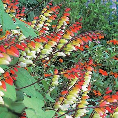 Mina lobata 