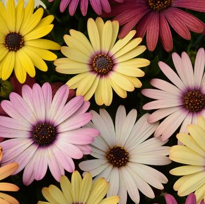 Osteospermum Akila® Grand Canyon Mixture