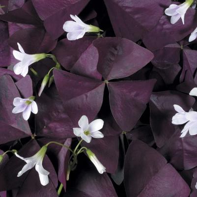 Oxalis Charmed® Wine