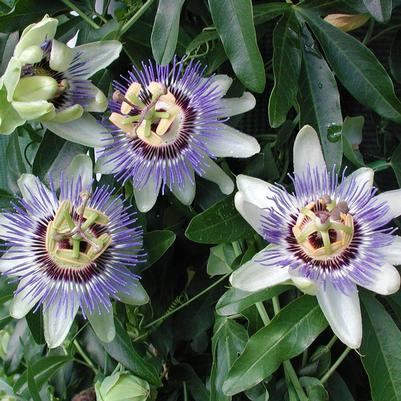 Passiflora caerulea 