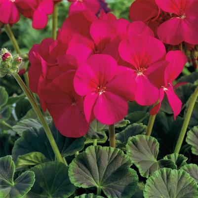 Geranium (Seed) BullsEye™ Cherry