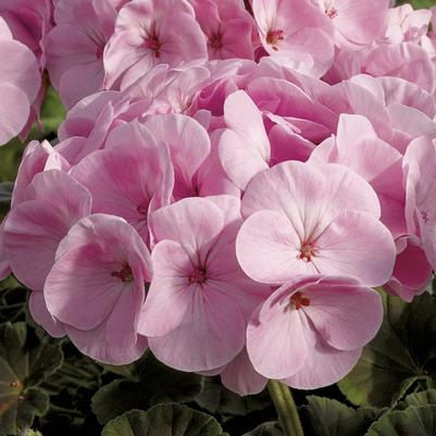 Geranium (Seed) BullsEye™ Light Pink