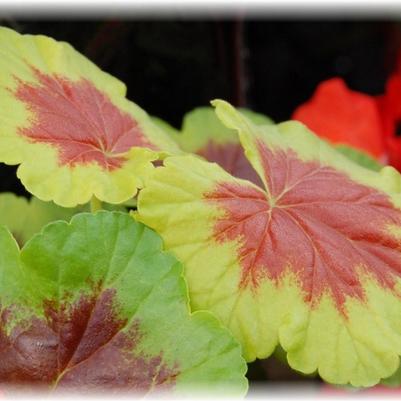 Geranium (Brocade) Occold Shield