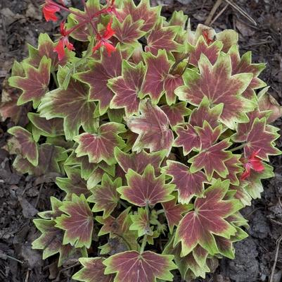 Geranium (Brocade) Vancouver Centennial