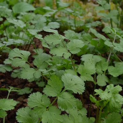 Coriander Santo