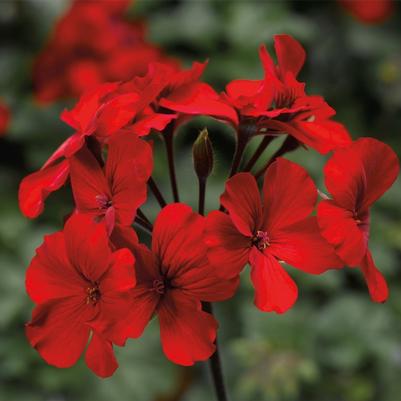 Geranium (Interspecific) Caliente® Fire