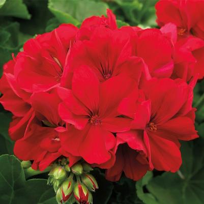 Geranium (Interspecific) Calliope® Large Dark Red