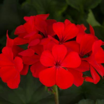 Geranium (Interspecific) Caliente® Orange