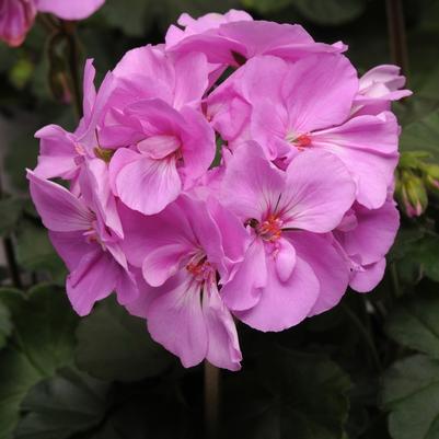 Geranium (Zonal) Moonlight™ Lavender