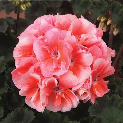 Geranium - Zonal Moonlight™ Light Salmon