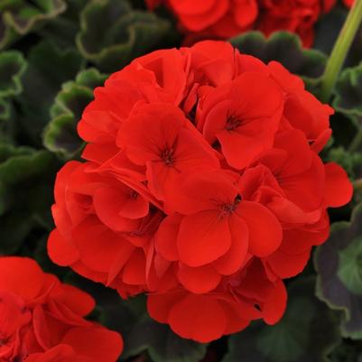 Geranium (Zonal) Sunrise™ Orange