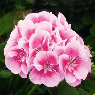 Geranium - Zonal Sunrise™ Raspberry Eye