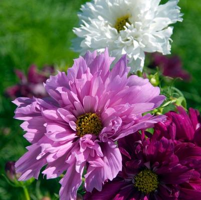 Cosmos Double Click Mix