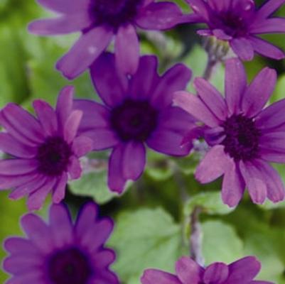 Cineraria Senetti® Deep Blue