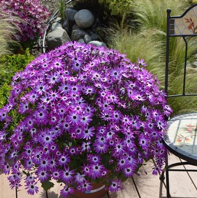 Cineraria Senetti® Magenta Bicolor